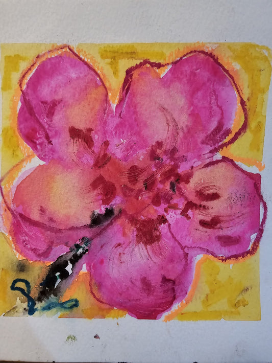 The Pink Hibiscus